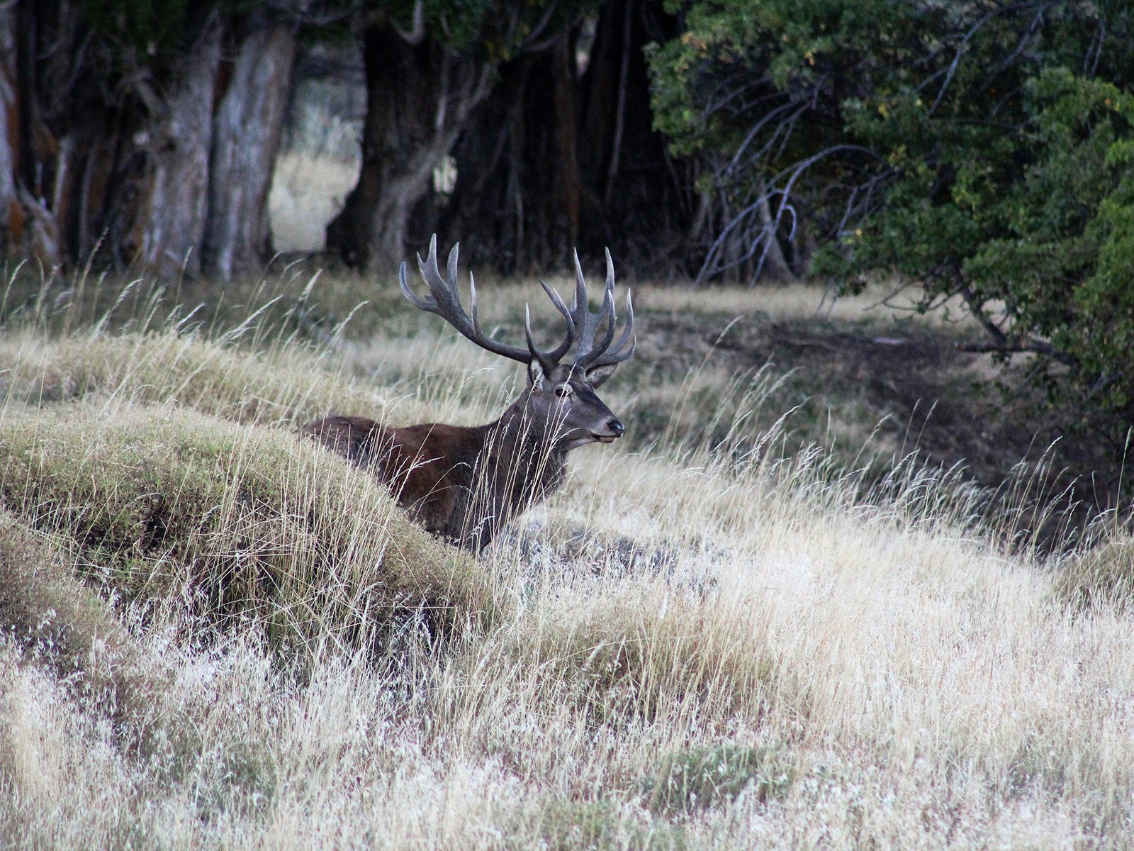 Red stag hiding in tall grass near forest edge