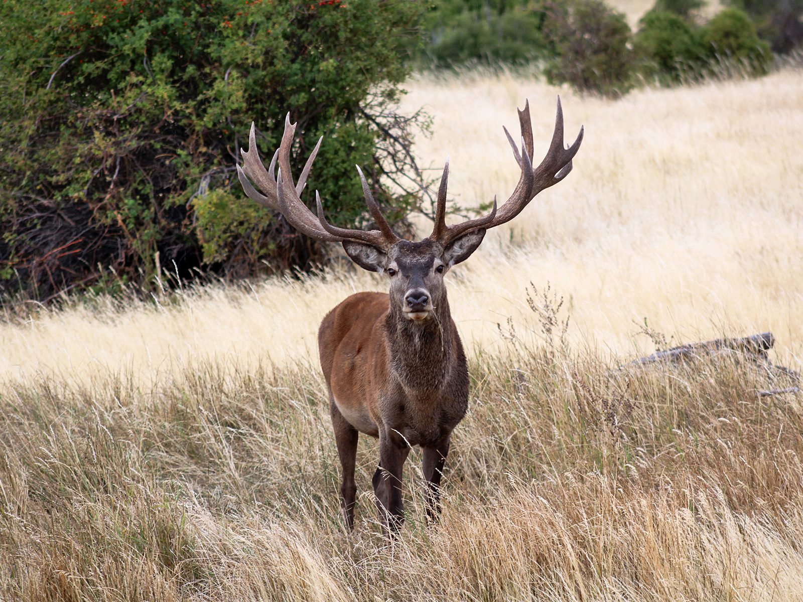 Red stag facing camera in golden grassland
