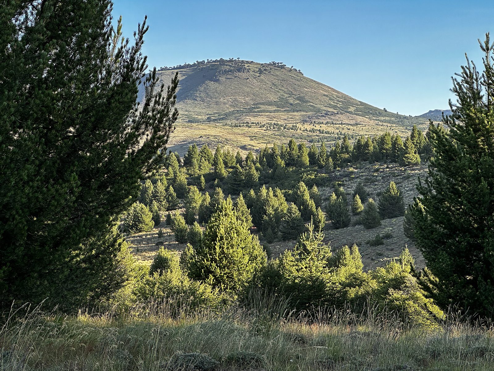 Mountain landscape with pine forests in Patagonia