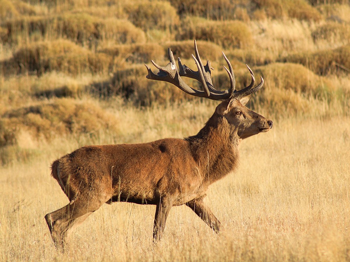 Red stag walking through golden Patagonian grassland