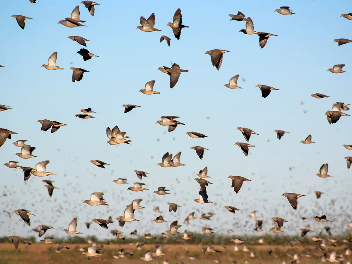 Massive flock of doves in flight over Argentine farmland Massive flock of doves in flight over Argentine farmland