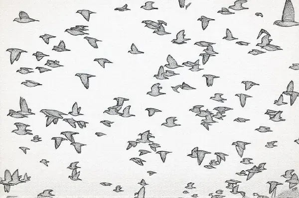 Doves & Pigeons