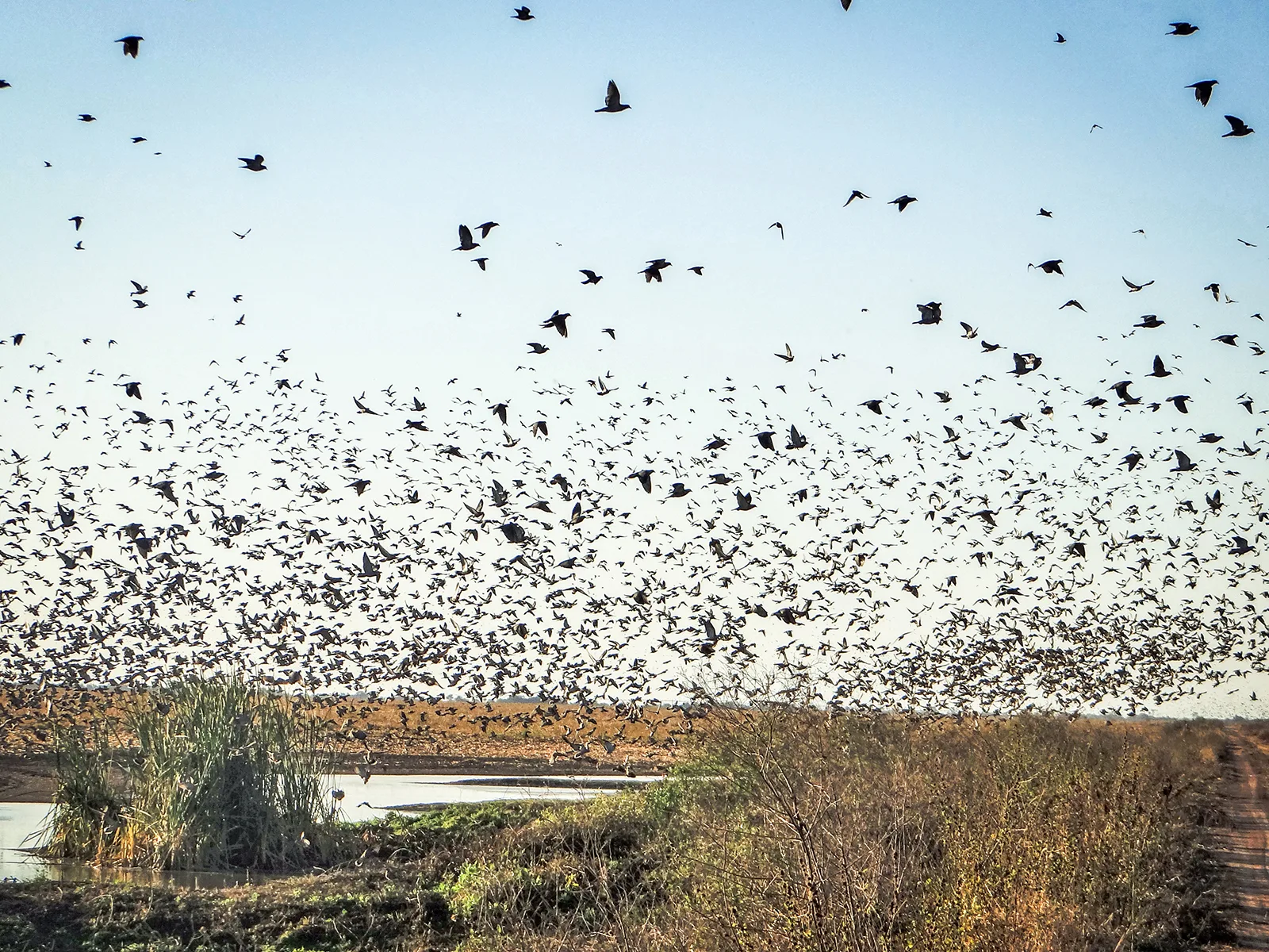 Massive flock of doves over waterhole and farmland