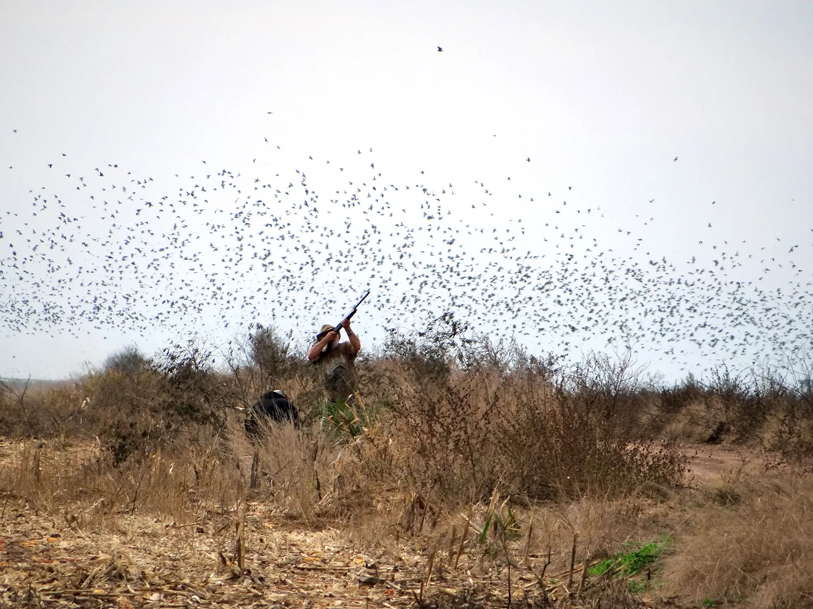 Hunter aiming at doves in dry field with guide