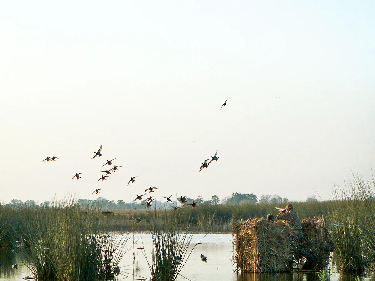 Ducks in flight over Argentine wetlands at sunrise Ducks in flight over Argentine wetlands at sunrise