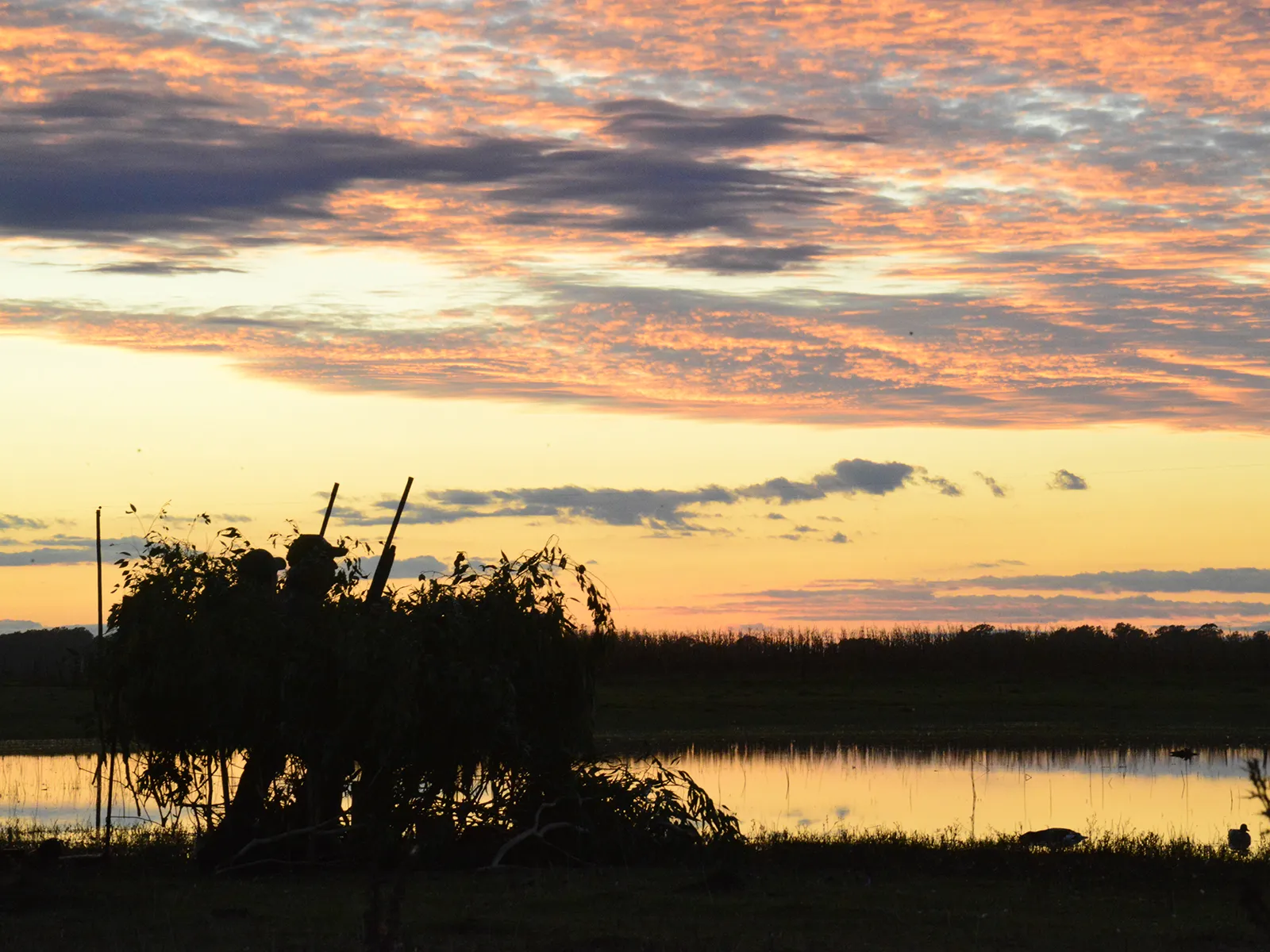 Hunter silhouette in blind at sunset over wetlands