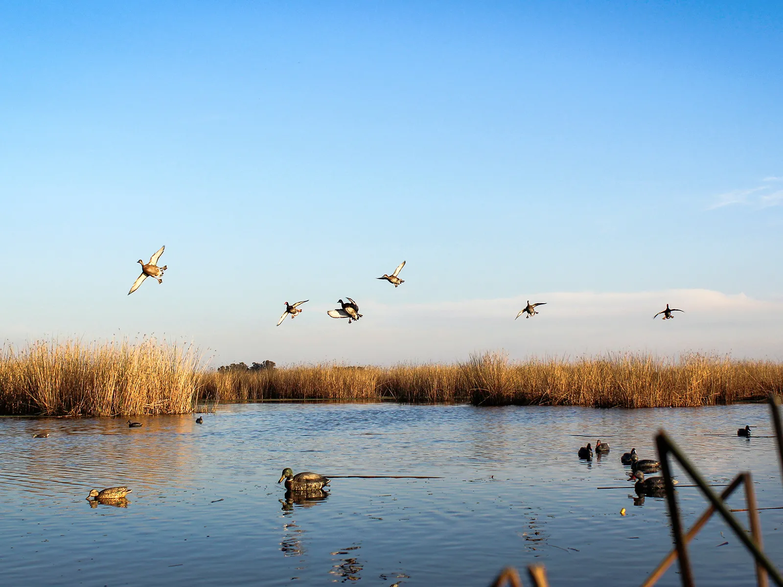 Ducks flying over decoys in Argentine marshland