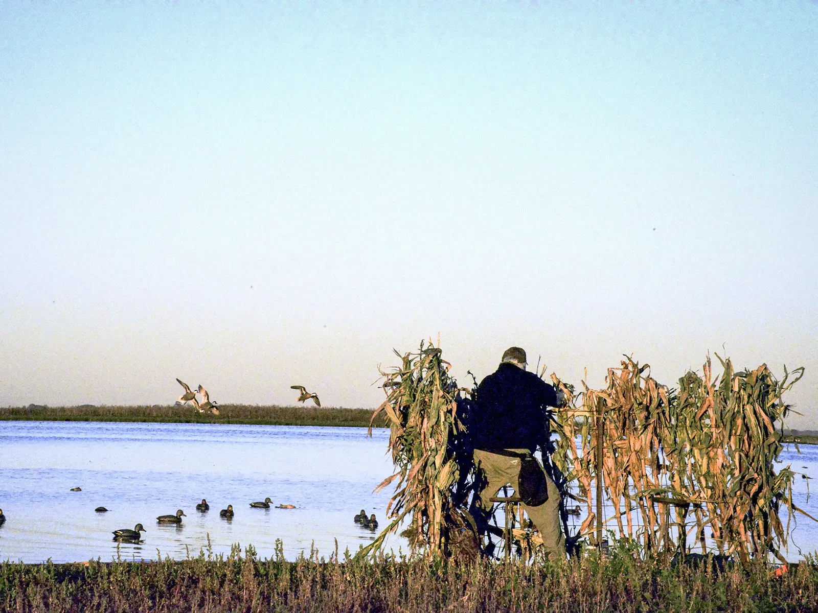 Hunter at blind with decoys on the water