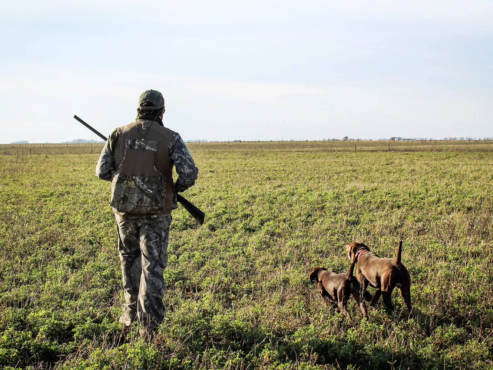 Hunter walking through field with hunting dogs
